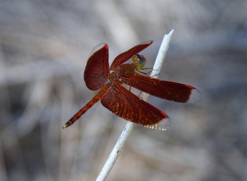 Réf. 180 587 : Neurothemis terminata