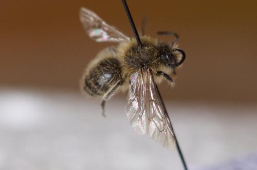Colletes cunicularius