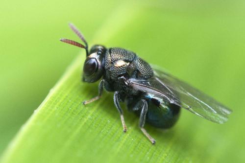 Perilampus sp.