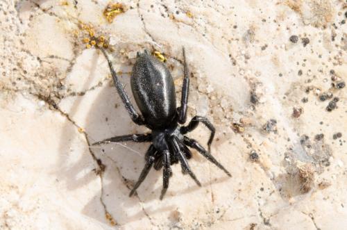 Réf. 180 990 : Zelotinae inconnu