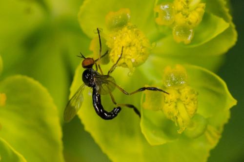 Empis nigritarsis