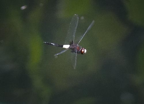 Pseudothemis jorina