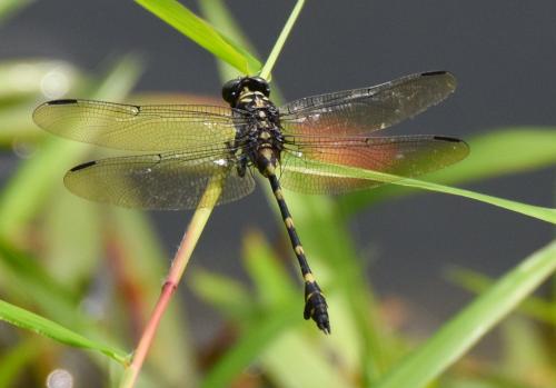 Réf. 180 253 : Ictinogomphus decoratus