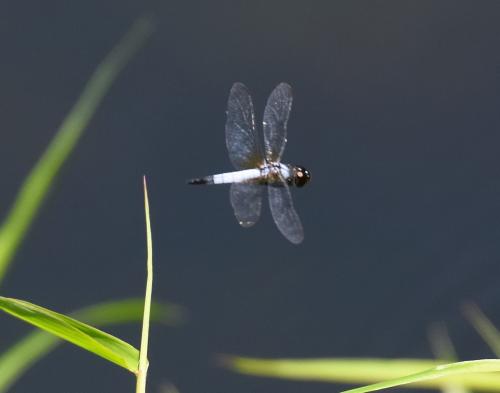 Aethriamanta gracilis