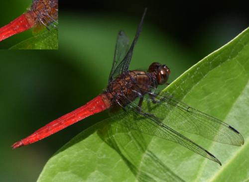 Réf. 180 369 : Orthetrum chrysis
