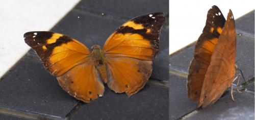 Doleschallia bisaltide