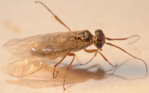 Xyela sp.
