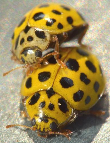 Réf. 180 036 : Psyllobora vigintiduopunctata