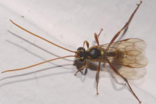 Rynchobanchus flavopictus