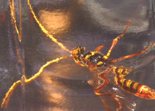 Rynchobanchus flavopictus