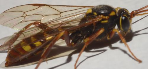 Rynchobanchus flavopictus