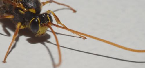 Rynchobanchus flavopictus