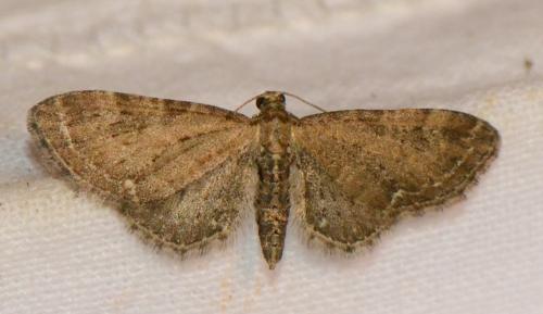 Réf. 180 031 : Eupithecia vulgata