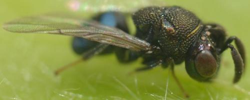 Perilampus sp.