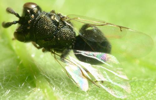 Perilampus sp.