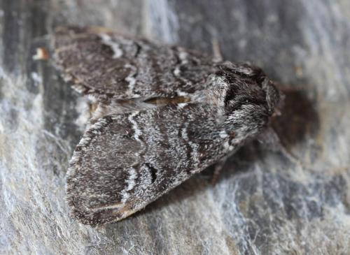 Drymonia ruficornis