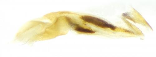 Réf. 180 080 : Harpalus anxius
