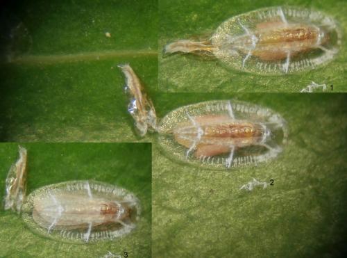 Réf. 180 120 : Protopulvinaria pyriformis