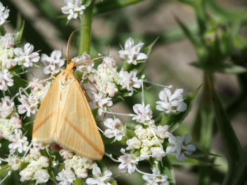 Rhodometra sacraria