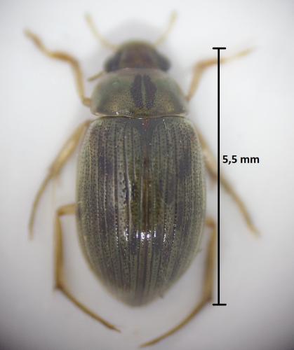 Berosus signaticollis