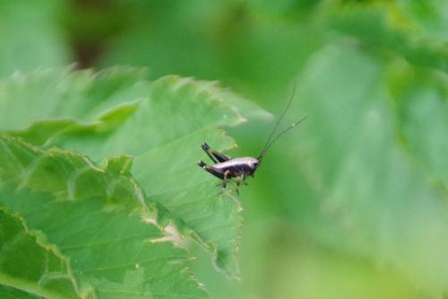 Pholidoptera griseoaptera
