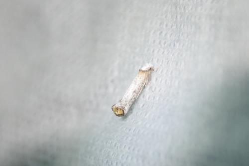 Pseudoswammerdamia combinella