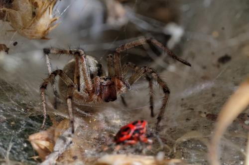 Agelena labyrinthica