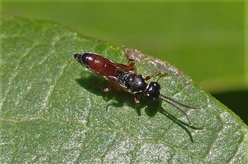 Dicaelotus sp.