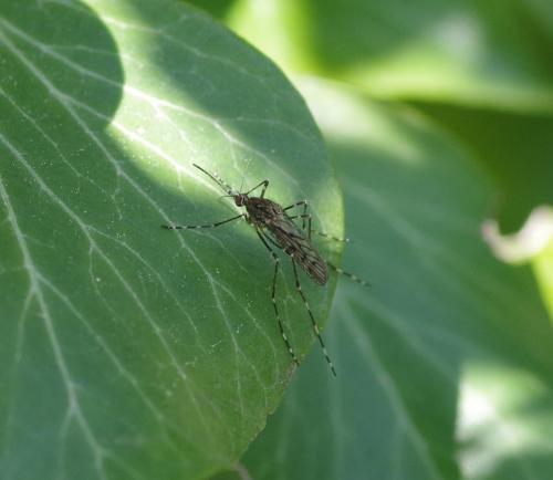 Culiseta annulata