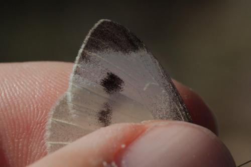Pieris mannii