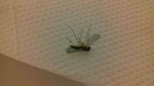 Sciapus sp.