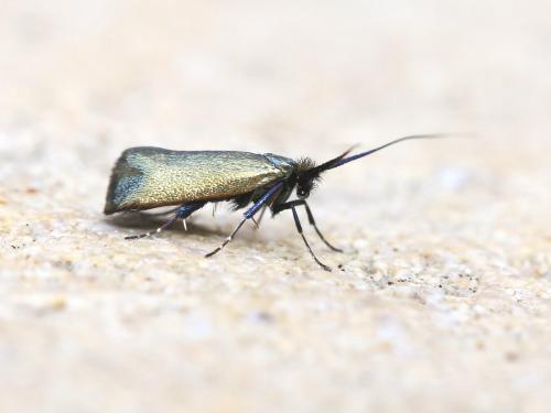 Réf. 180 873 : Adela reaumurella