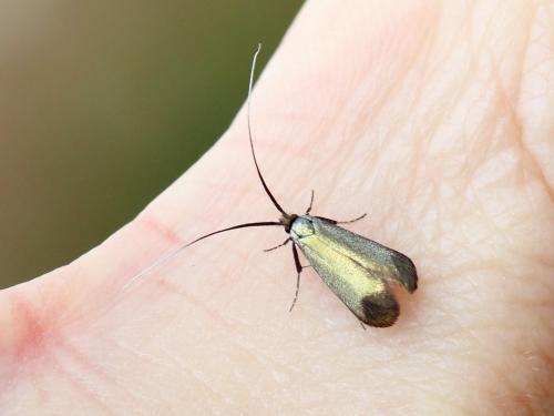 Adela reaumurella