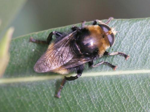 Merodon equestris