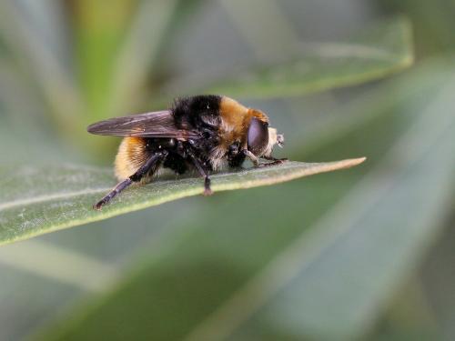 Merodon equestris