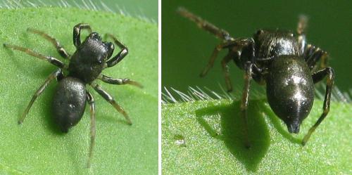 Heliophanus sp.