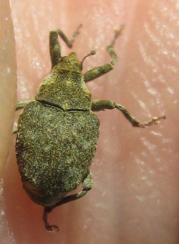 Réf. 180 457 : Parethelcus pollinarius