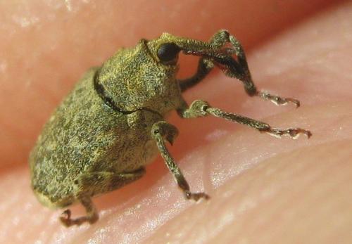 Réf. 180 456 : Parethelcus pollinarius