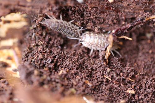 Réf. 180 840 : Oniscus asellus