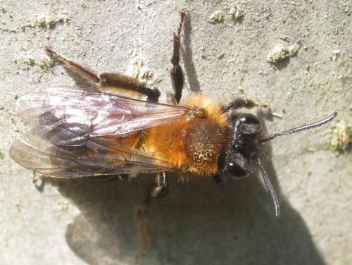 Andrena sp.