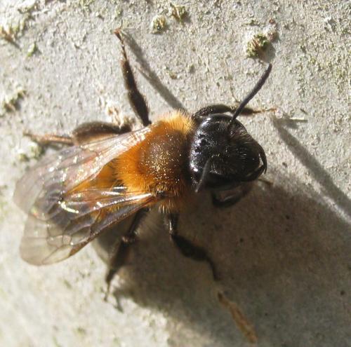 Réf. 180 470 : Andrena sp.