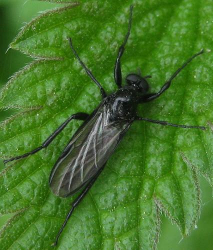 Bibio anglicus