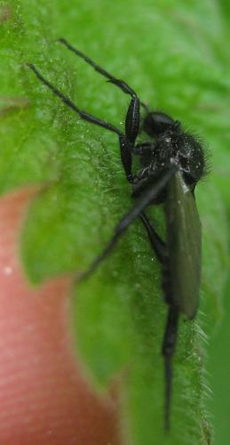 Bibio anglicus