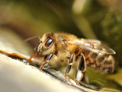 Réf. 180 691 : Apis mellifera