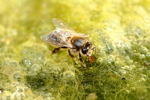 Réf. 180 692 : Apis mellifera