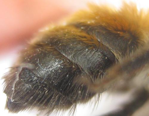 Andrena synadelpha