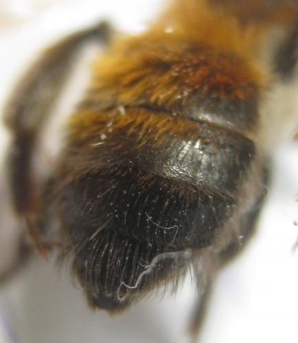 Réf. 180 968 : Andrena synadelpha