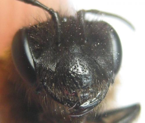 Réf. 180 967 : Andrena synadelpha
