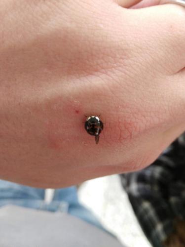 Harmonia axyridis