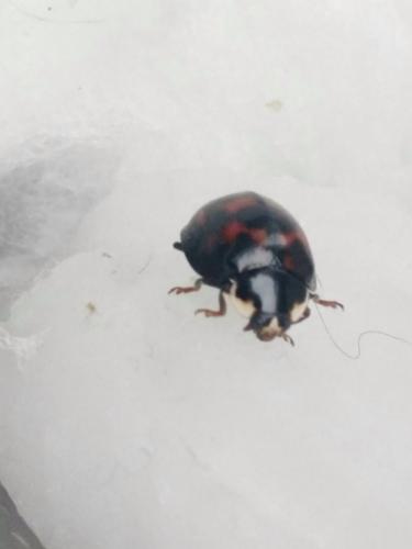 Harmonia axyridis